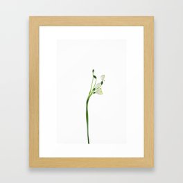 Snow drop flower Framed Art Print