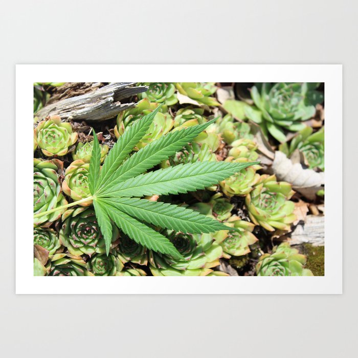 Succulent Sativa Art Print