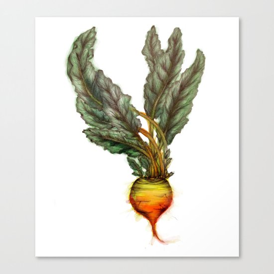 Rooted: The Golden Beet Canvas Print