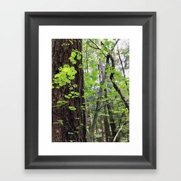 Summer forest Framed Art Print