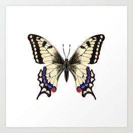 Swallowtail Butterfly - butterfly art, painted butterfly, butterfly design, sweet butterflies Art Print