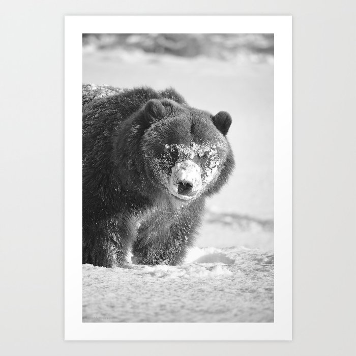 Alaskan Grizzly Bear in Snow, B & W - 3 Art Print