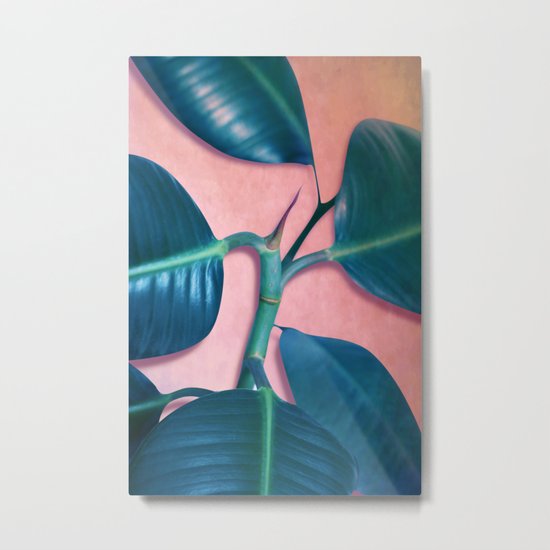 Ficus elastica Metal Print