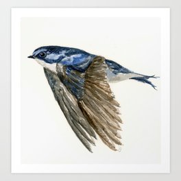 Swallow Art Print