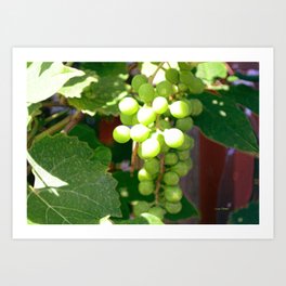 Green Grapes and Vines Art Print | Summer Gardens, Grapevines, Narrowsburgny, Digital Manipulation, Pennsylvania Winery, Green Grapes, Wine Collectors, White Wines, Newyork Winery, Red Wines 