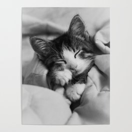 Snuggled Up Sleeping Kitten Poster