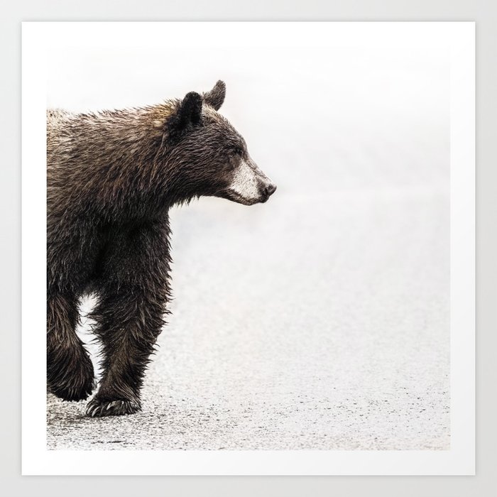 Bear Crossing - Wildlife Photography Art Print