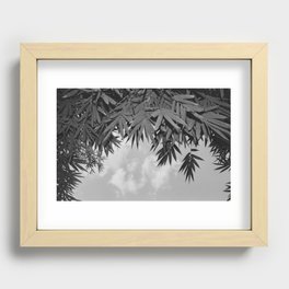 Bamboo By The Pool Recessed Framed Print