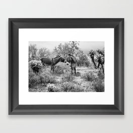 Donkey Courtship Black and White Photo Framed Art Print