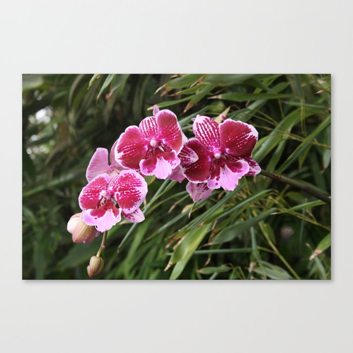 Orchids Tropical Flowers 01 Canvas Print