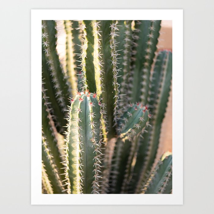Marrakech Cacti | Morocco Botanical travel photography Art Print