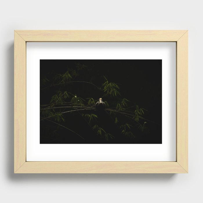 Gaze of a Bird in the Dark Recessed Framed Print