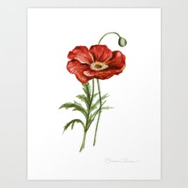 Red Poppy Watercolor Art Print