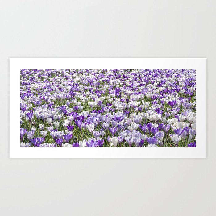 Floral white and purple crocuses- dutch spring flowers, veri peri nature photography  Art Print
