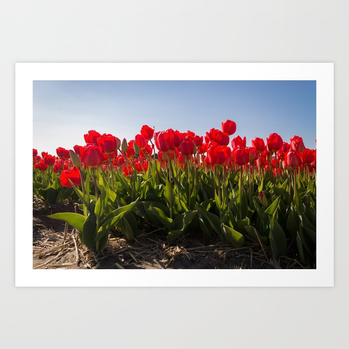 Red tulips Art Print