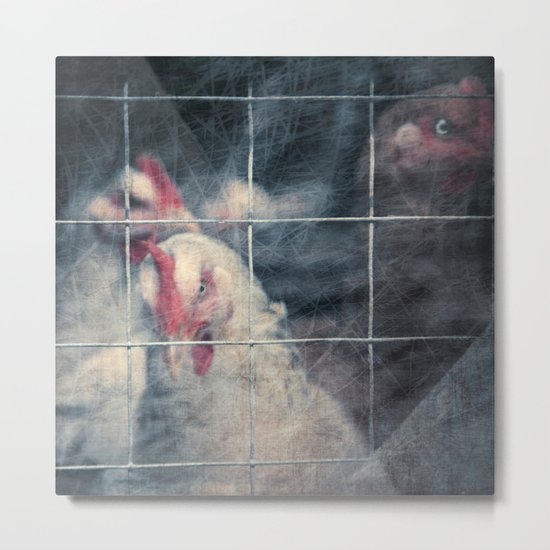 caged chickens Metal Print