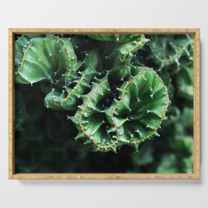 Emerald green Cactus Botanical Photography, Nature, Macro, Serving Tray