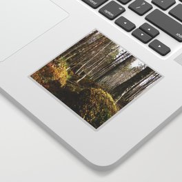 Birch Trees with Pine Trees in a Scottish Highlands Forest Sticker