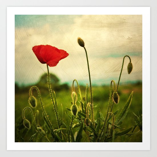Red Poppy Art Print