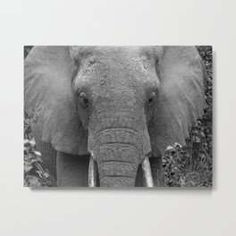 Wildlife Photography ~ Grey Elephant Metal Print | Elephantphotography, Indianelephant, Film, Elephantphotograph, Greyelephant, Black And White, Photo, Africanelephant, Wildlifephotogrpahy, Other 