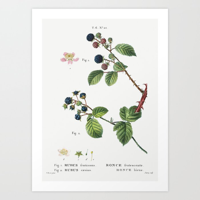 1. Blackberry (Rubus fruticosus) 2. Dewberry (Rubus caesius) from Traité des Arbres et Arbustes que Art Print