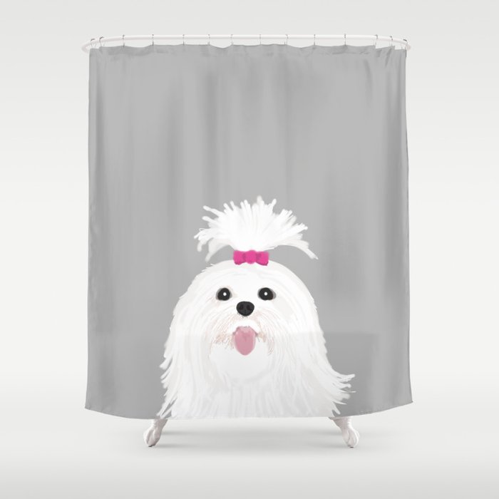 Pima - Shih Tzu cute white funny dog