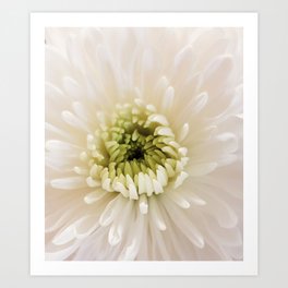 Soft white flower Art Print