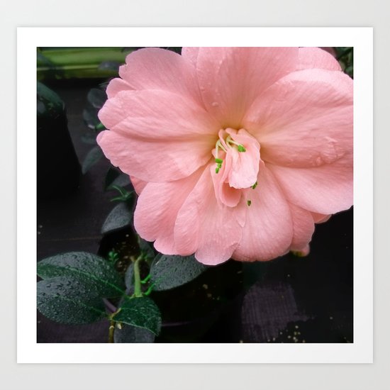 Flower 1 Art Print