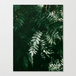 PNW Forest Ferns | Nature Photography Canvas Print