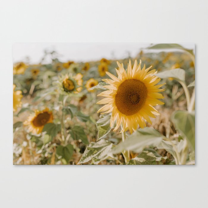Beautiful sunflower Canvas Print
