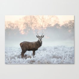 Red deer stag on winter morning Canvas Print