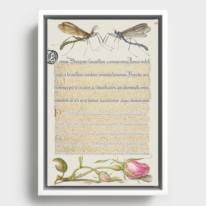 Vintage calligraphic poster with insects Framed Canvas