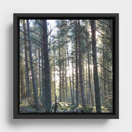 Winter Woodland Sun Framed Canvas