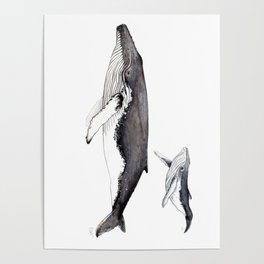 North Atlantic Humpback whale with calf Poster