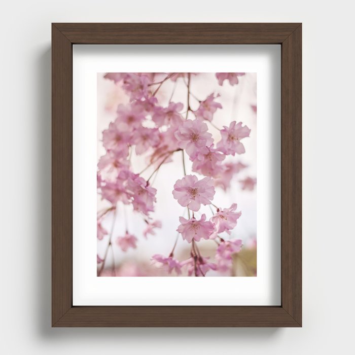 Cherry Blossom Baby Recessed Framed Print