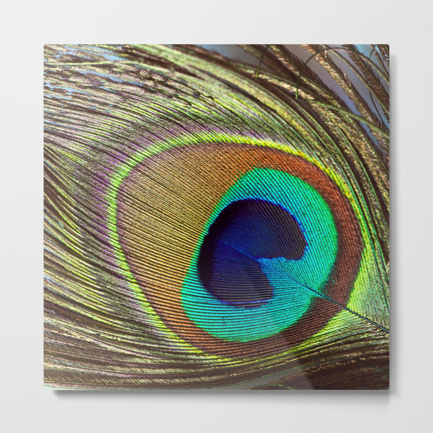 Peacock Feather Metal Print By Kimbythesea Society6