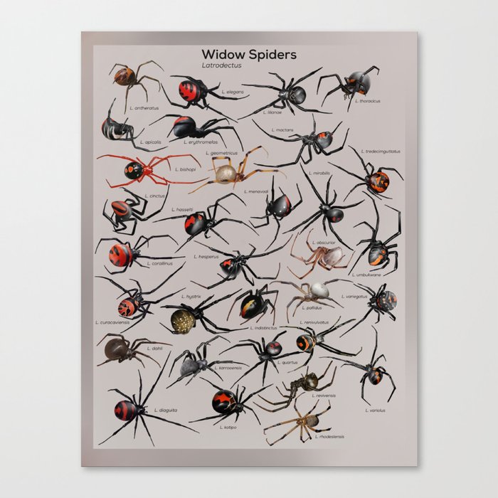 Latrodectus (Widow Spiders) Canvas Print