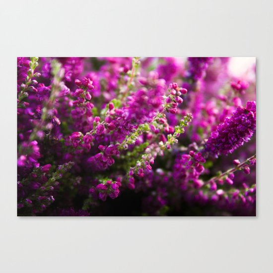 heather Canvas Print