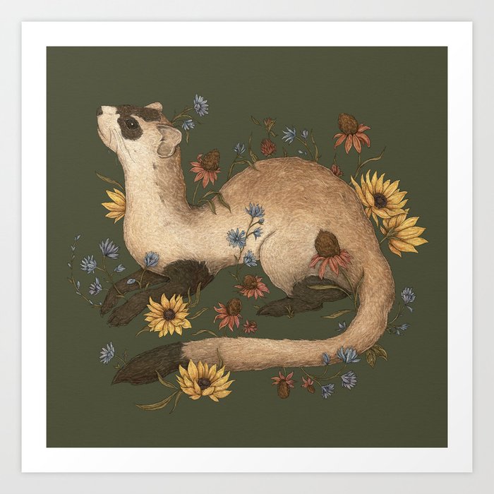 Black-footed Ferret Art Print