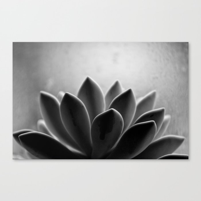 Zen Sprout Canvas Print