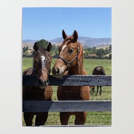 Horse Profiles Poster