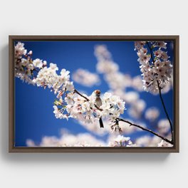 Chipping Sparrow in the Cherry Tree Framed Canvas