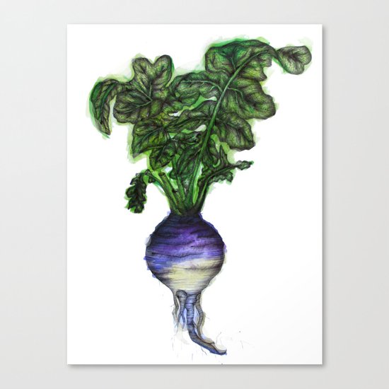 Rooted: The Rutabaga Canvas Print