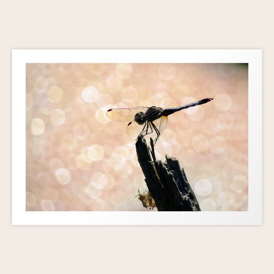 Little Fairy Art Print