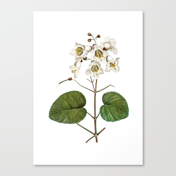 Vintage Catalpa Cordifolia Flower Botanical Illustration on Pure White Canvas Print