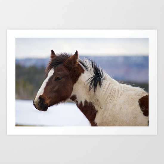Tri-Colored Horse Art Print