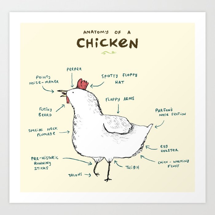 Anatomy of a Chicken Art Print