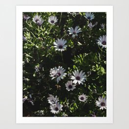 flowers Art Print