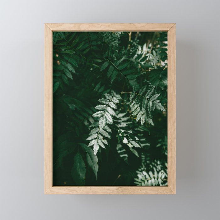 PNW Forest Ferns | Nature Photography Framed Mini Art Print