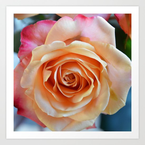 A gorgeous rose in full bloom Art Print